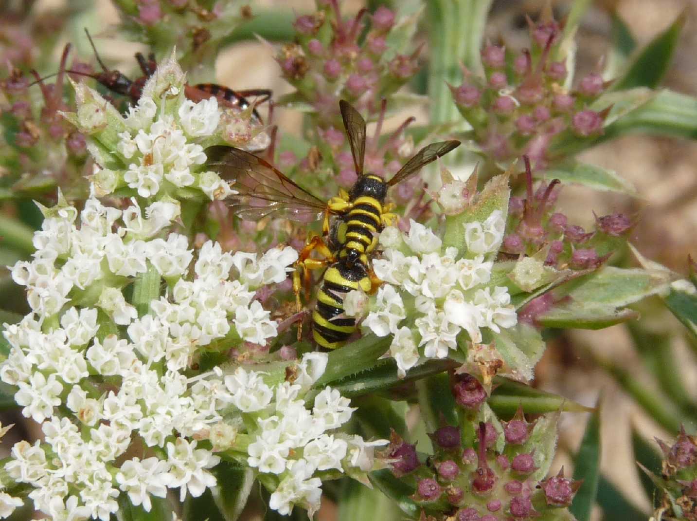 Cerceris quadricincta corsica in accoppiamento